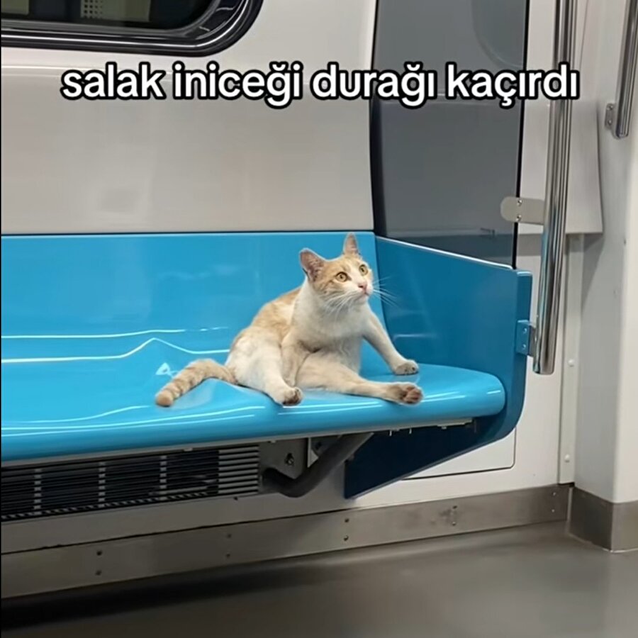 İneceği durağı kaçıran kedi