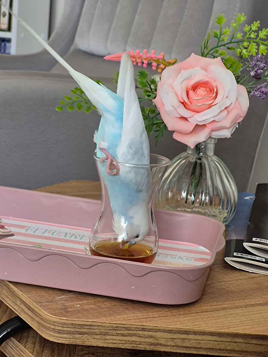 Bizim çaya olan bağlılık