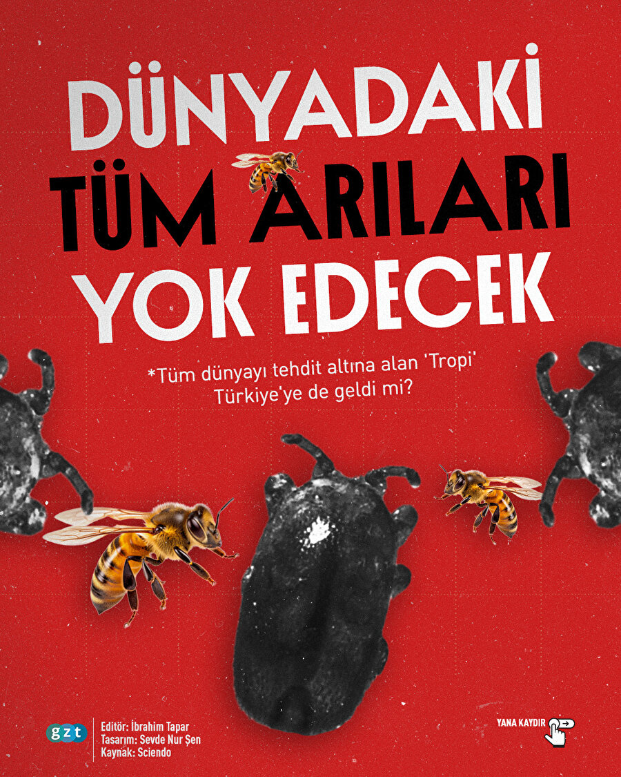 ‘Tropi’ dünyadaki tüm arıları yok edecek: Komşularımızda görüldü, peki Türkiye’de var mı?