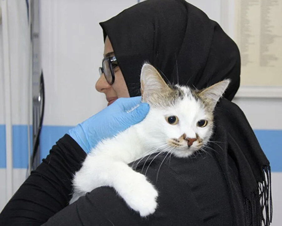 Bursa'dan Sivas'a taşınan kedi depresyona girdi