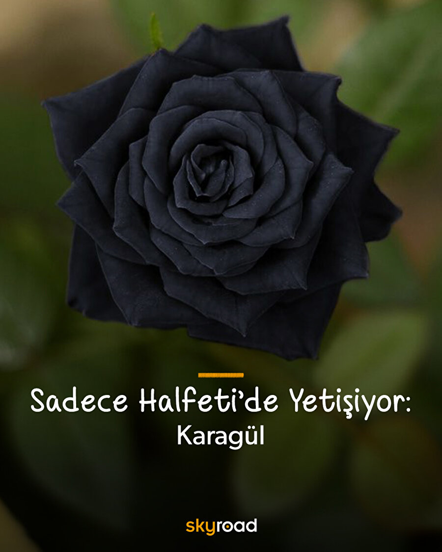 Sadece Halfeti'de Yetişiyor: Karagül 🌹