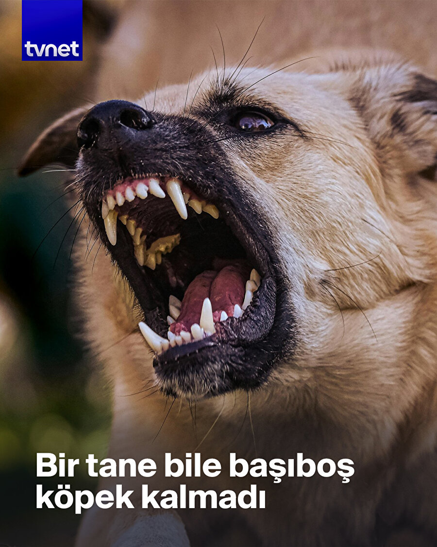 Başıboş köpek sorunu çözüldü