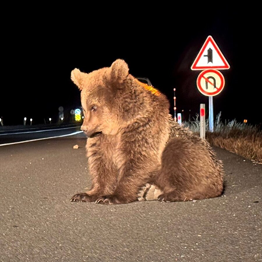 Kars'ta bitkin ve üzgün halde bulunan bozayı yavrusu tedavi altına alındı