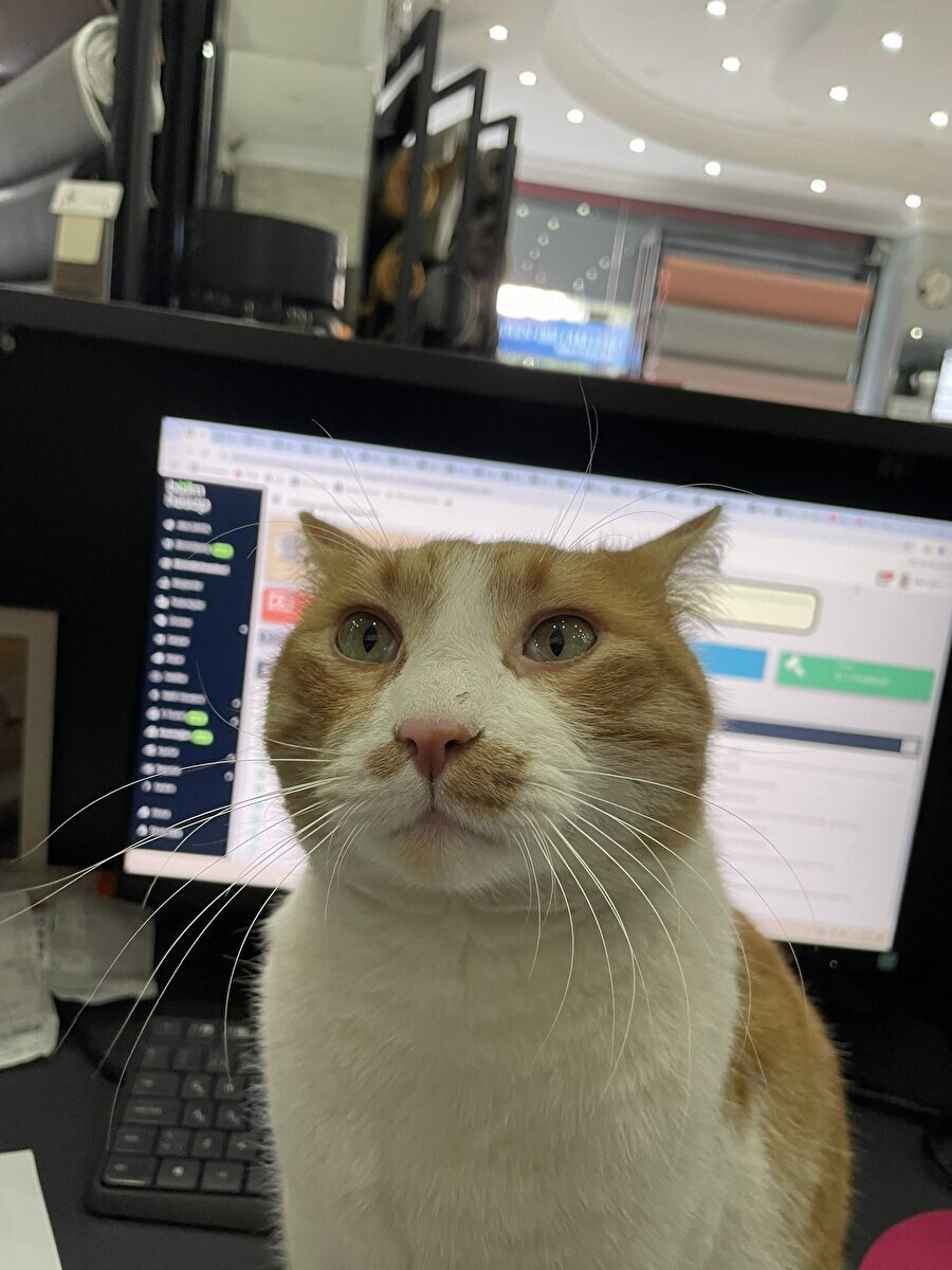 Düşünüyormuş gibi yapıyor