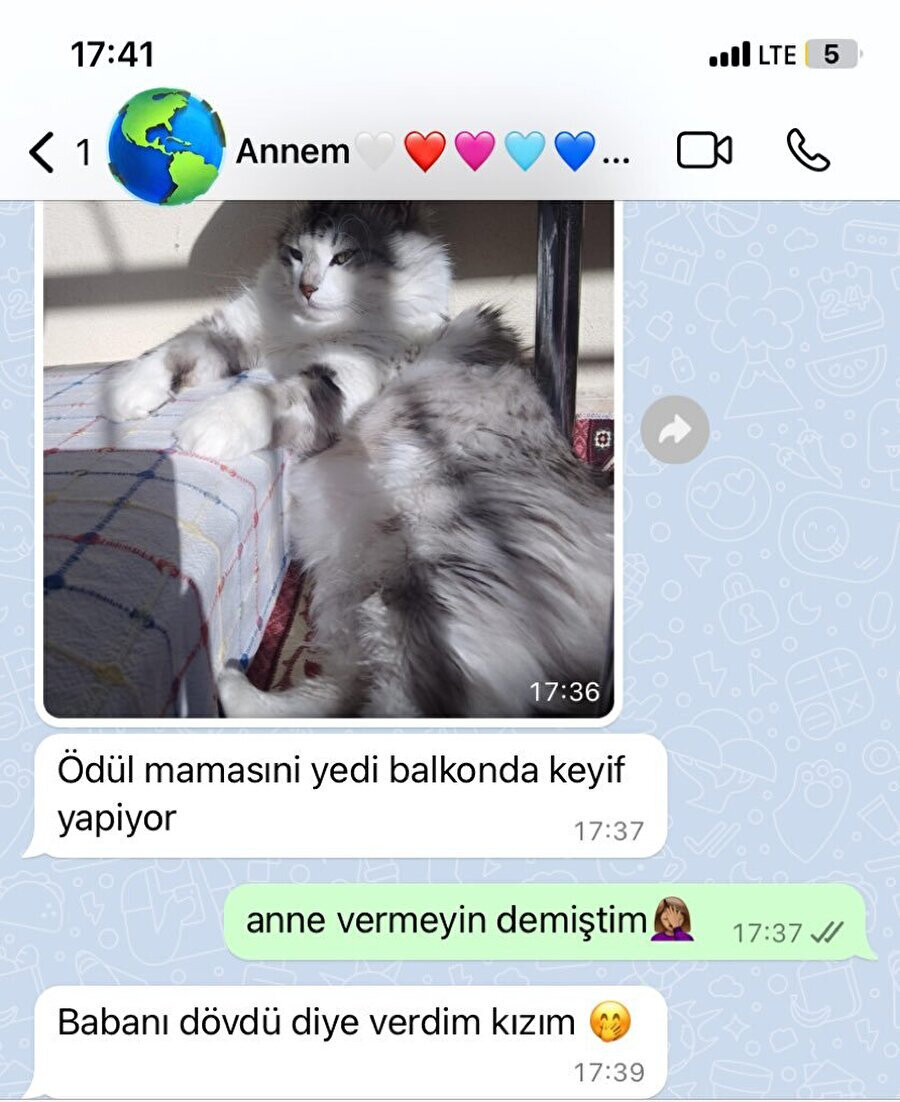 Kedilerin sahipleri üzerinde kurdukları üstünlük