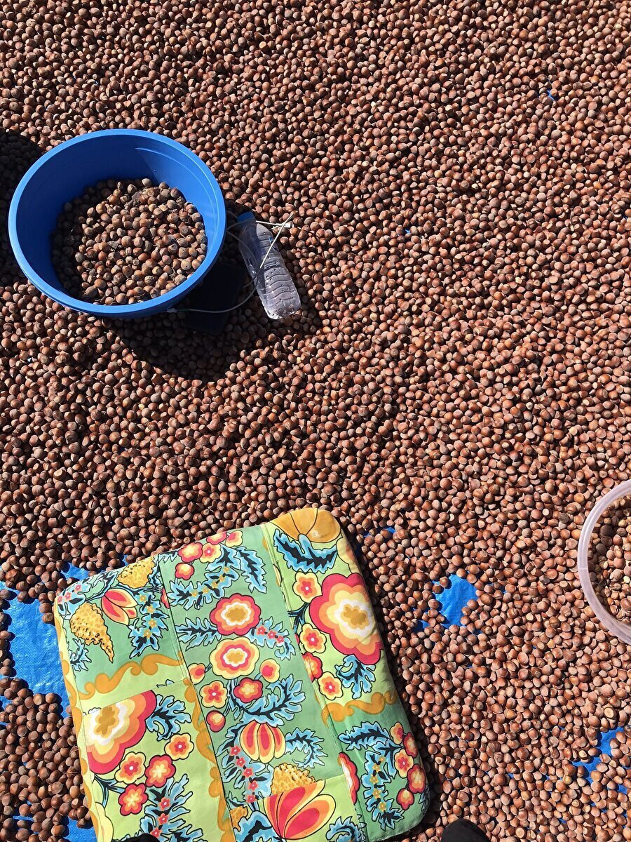 Yalnızca daha önce fındık toplamayanların beğendiği o fotoğraf