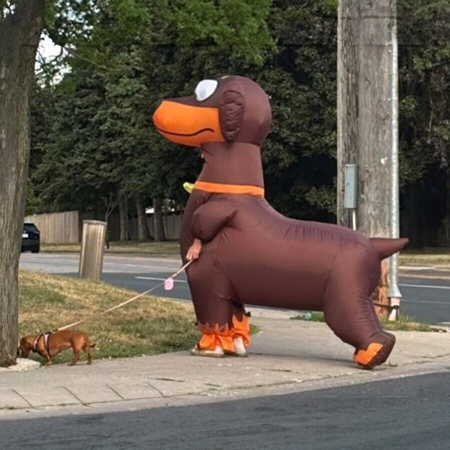 Kanada’da bir kişi, köpeğinin türü olan ‘dachshund’ kostümü giyerek, köpeğini gezdirdi