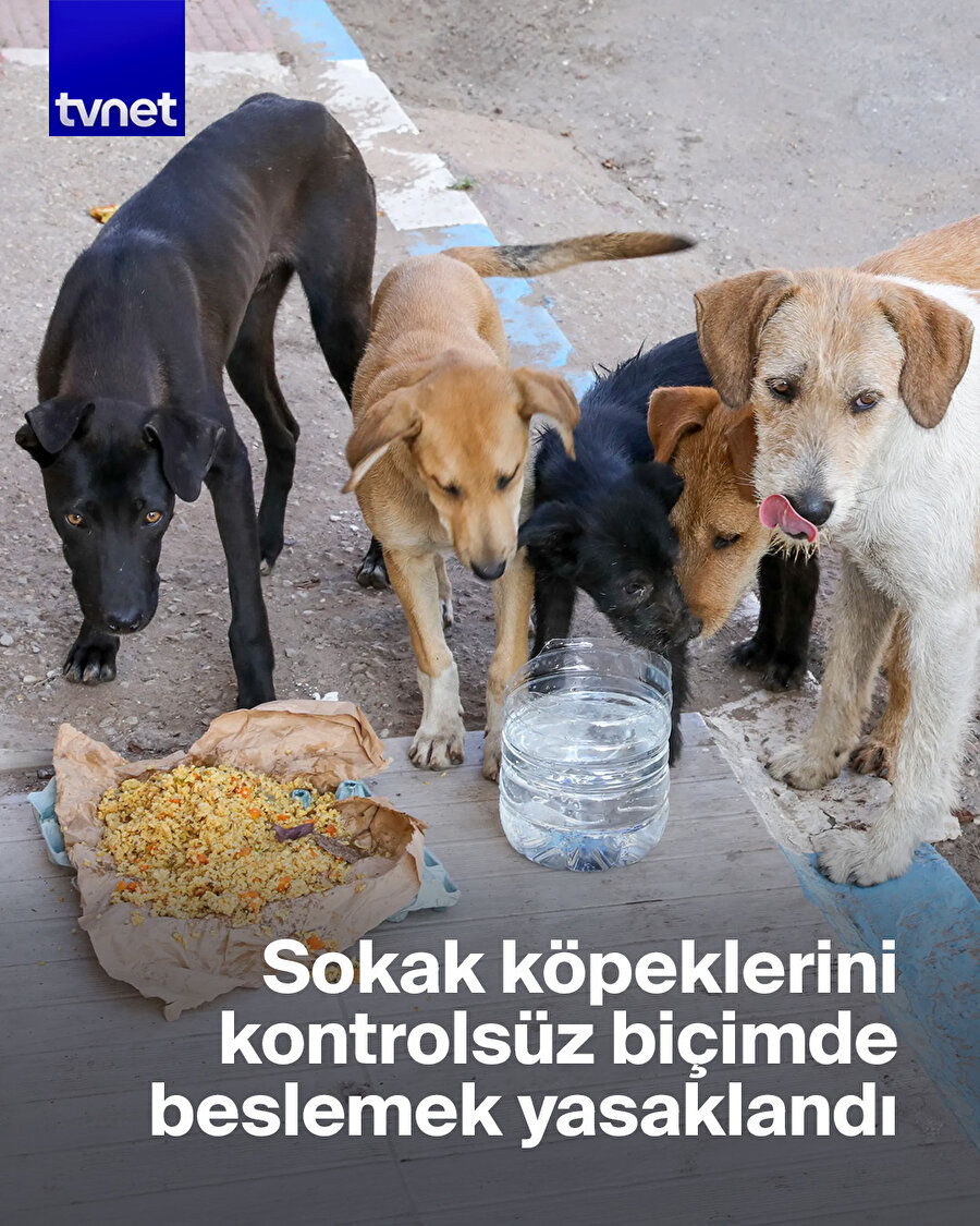 Park ve bahçelerde kontrolsüz beslemeye izin verilmeyecek