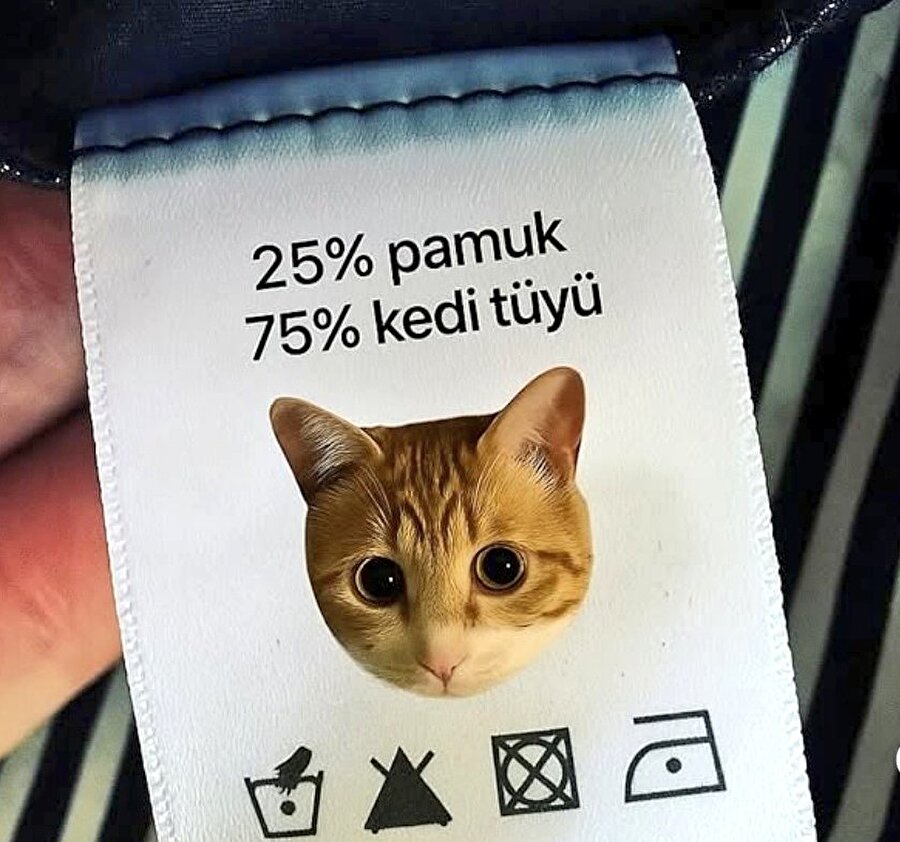 Sadece kedi besleyenlerin anlayacağı o görsel