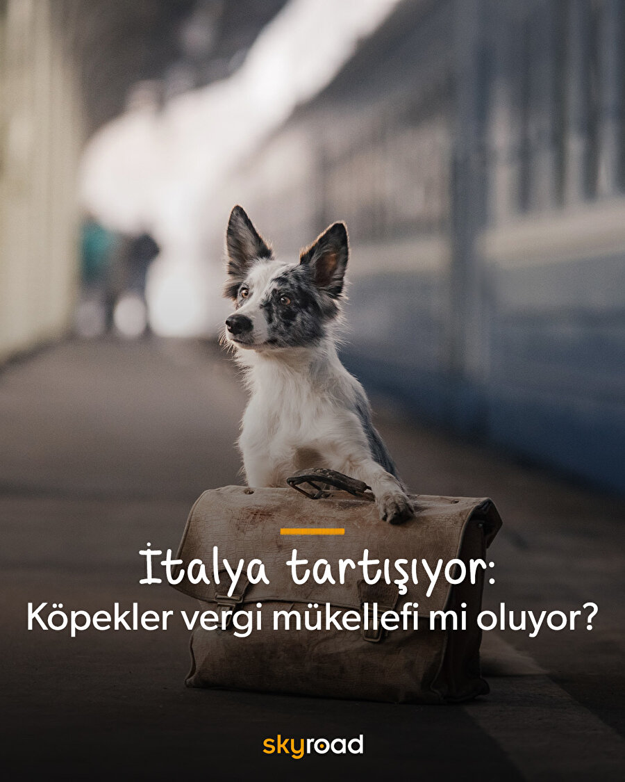 İtalya tartışıyor: Köpekler vergi mükellefi mi oluyor? 🐶
