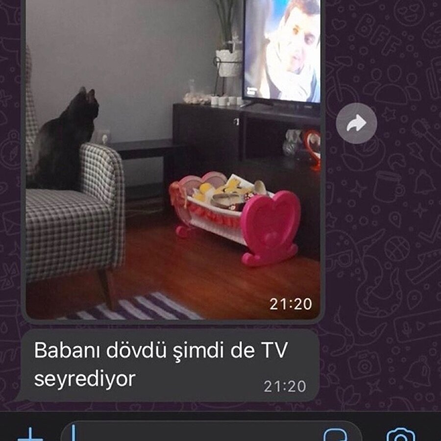 Kediler neden böyle?