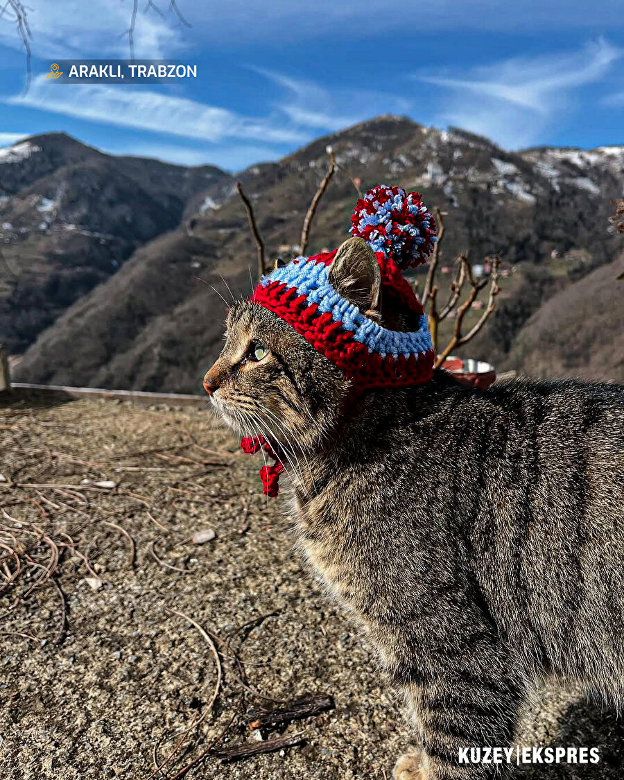 Trabzon'da bir vatandaş, kedisinin üşümemesi için bere ördü