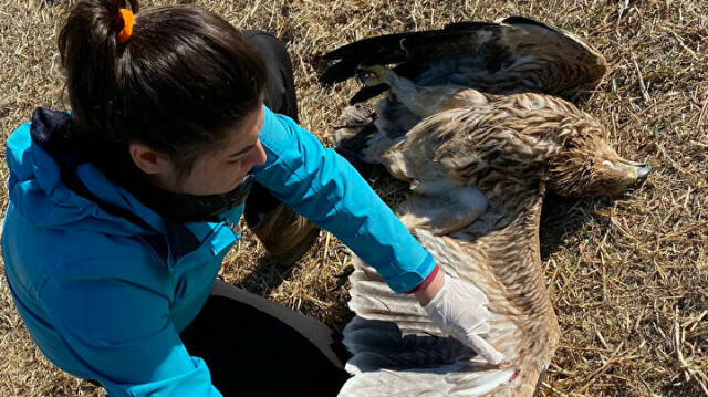 Turkish expert pleads for end to blood sport after finding rare eagle shot dead in Ankara