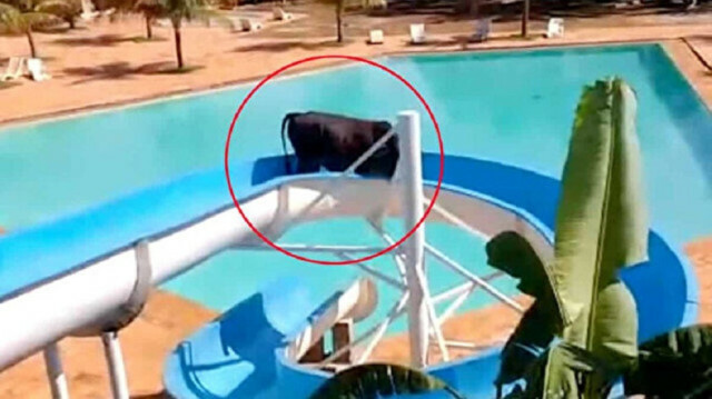 Cow runs away from slaughterhouse to ride water slides