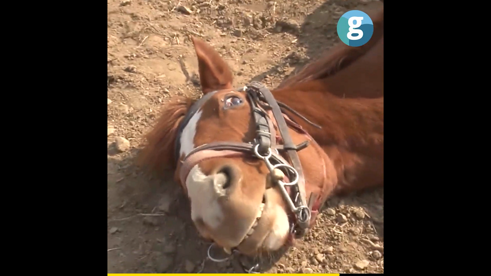 Horse, lazy like Oblomov, plays dead every time someone tries to ride it