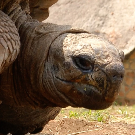 Zimbabwe's 300-year-old tortoise going strong