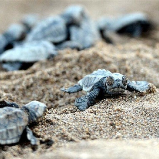 Turkish beach welcomes endangered sea turtles