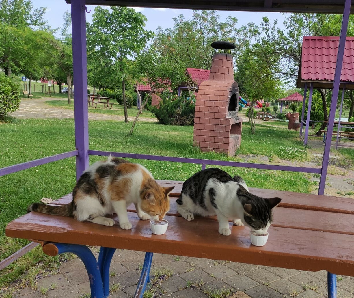 Turks take to streets to feed stray animals during nationwide lockdown
