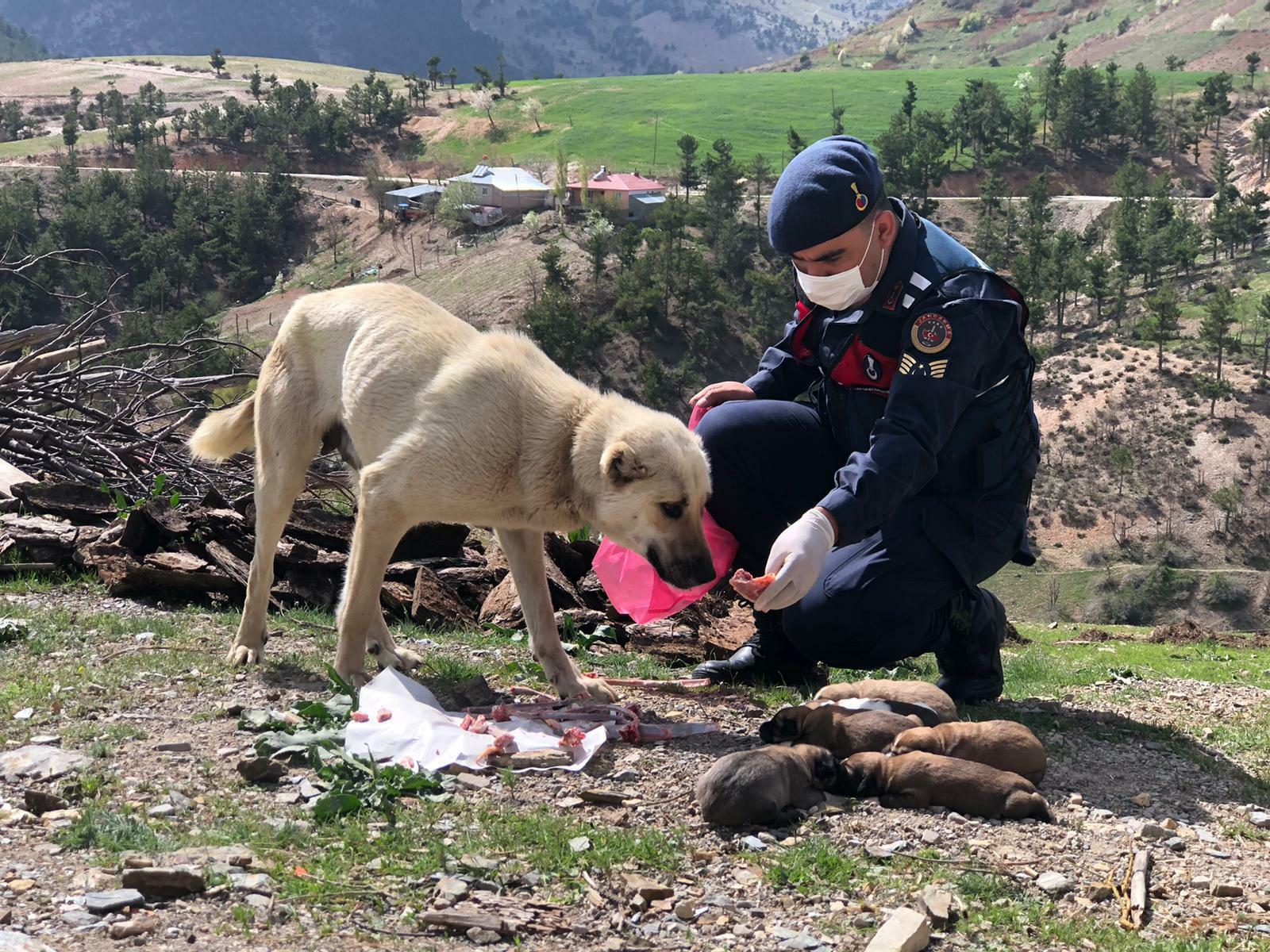 Turks take to streets to feed stray animals during nationwide lockdown
