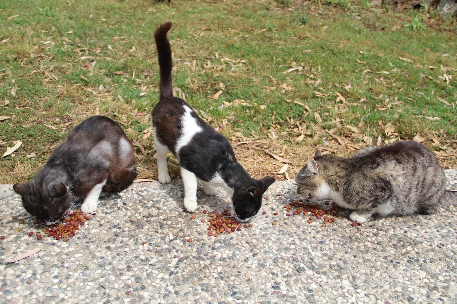 Turks take to streets to feed stray animals during nationwide lockdown
