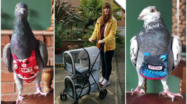 Meggy Johnson, 23, from the British county of Lincolnshire, discovered her passion for pigeons in 2016 