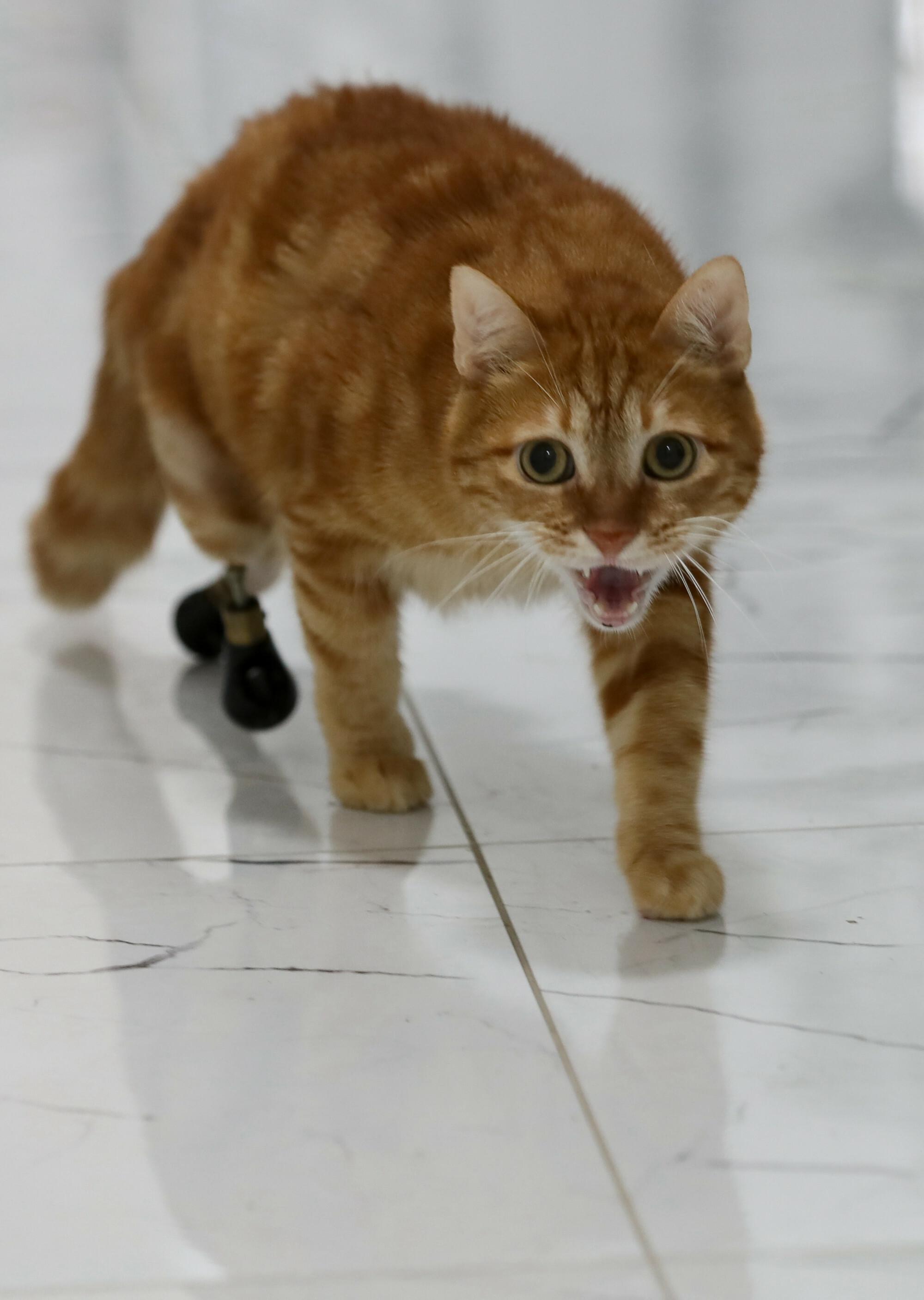 Pika the cat tries on new shoes for prosthesis
