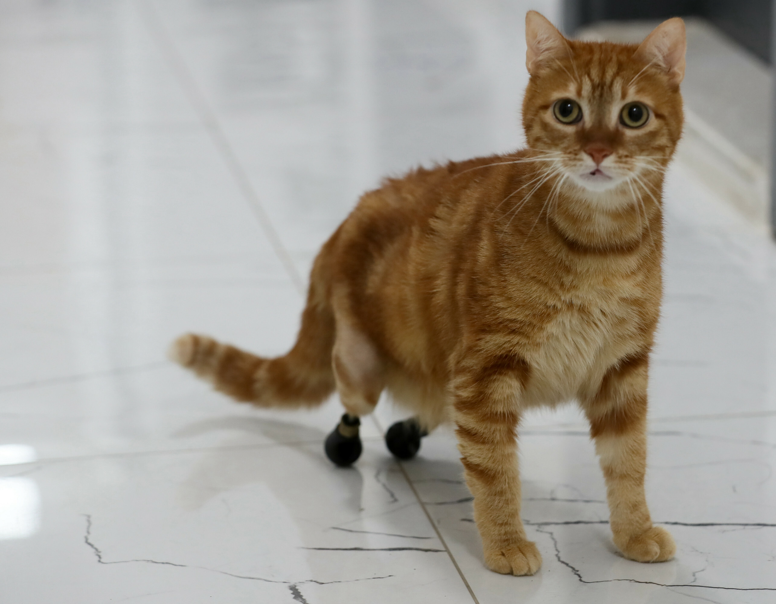 Pika the cat tries on new shoes for prosthesis
