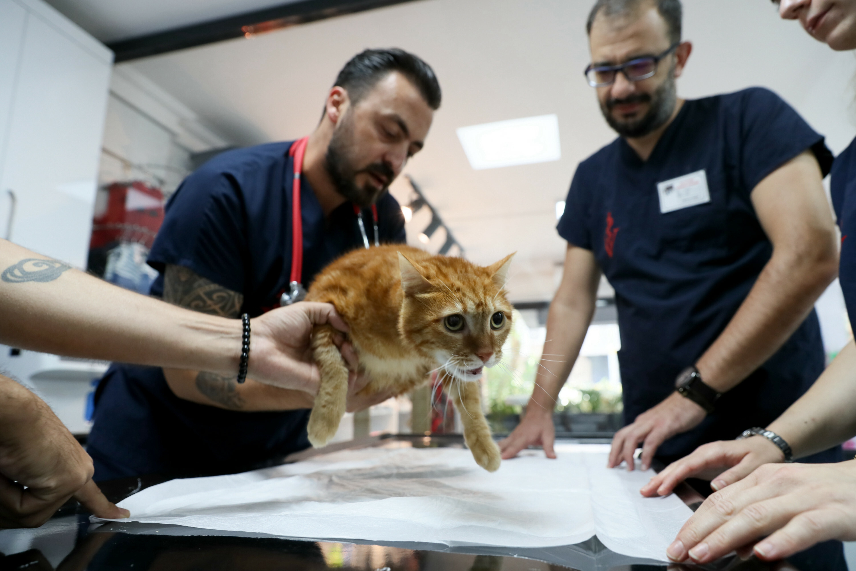 Pika the cat tries on new shoes for prosthesis
