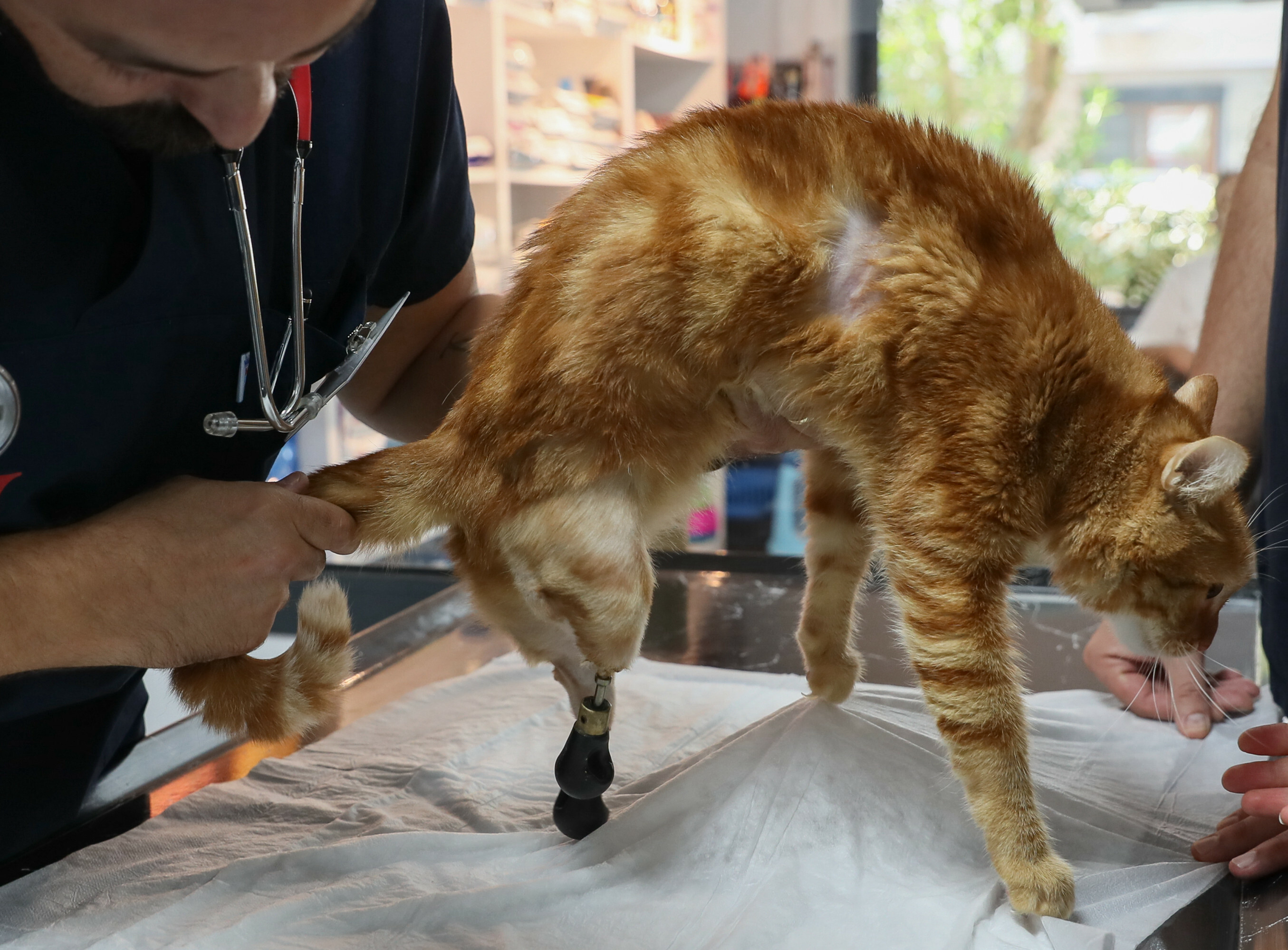 Pika the cat tries on new shoes for prosthesis

