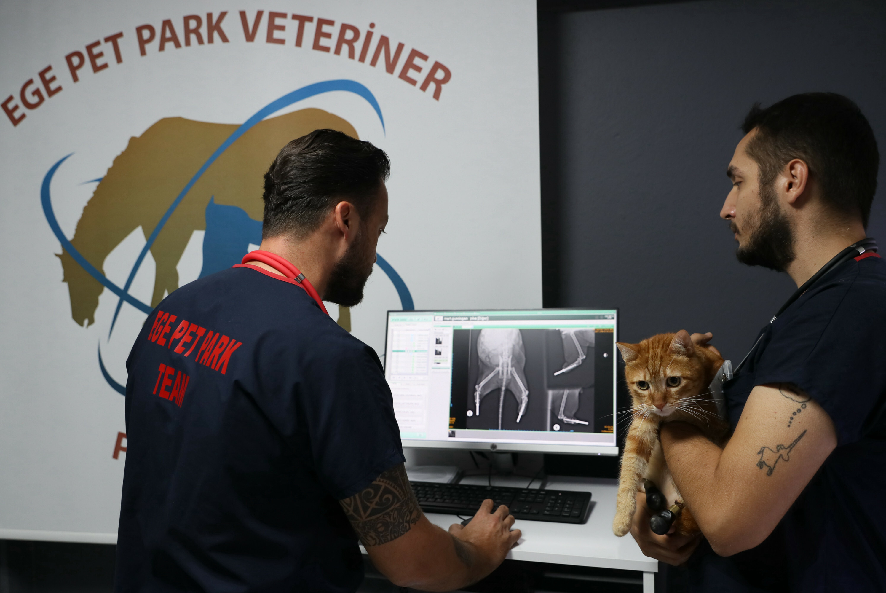 Pika the cat tries on new shoes for prosthesis
