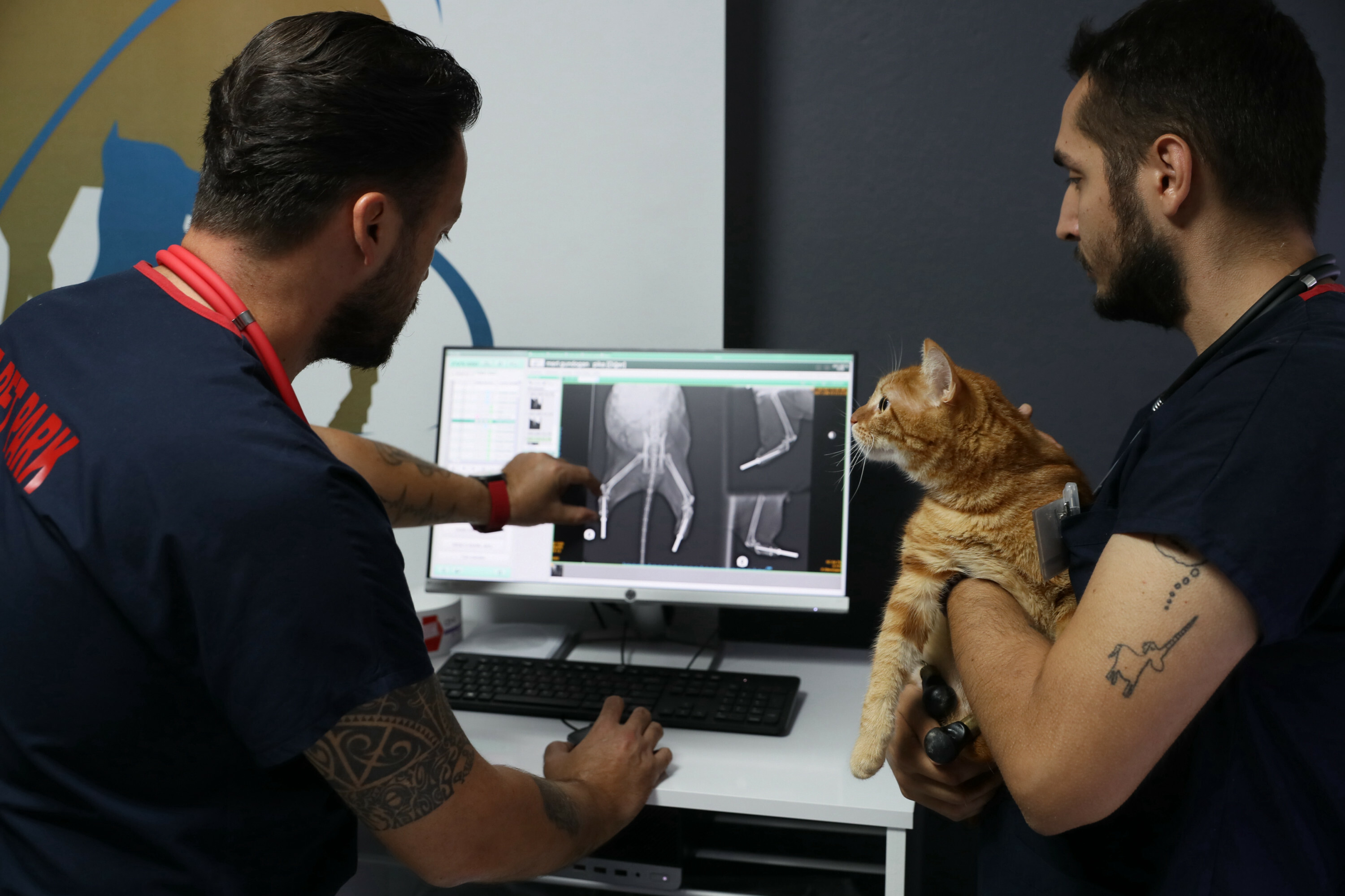 Pika the cat tries on new shoes for prosthesis
