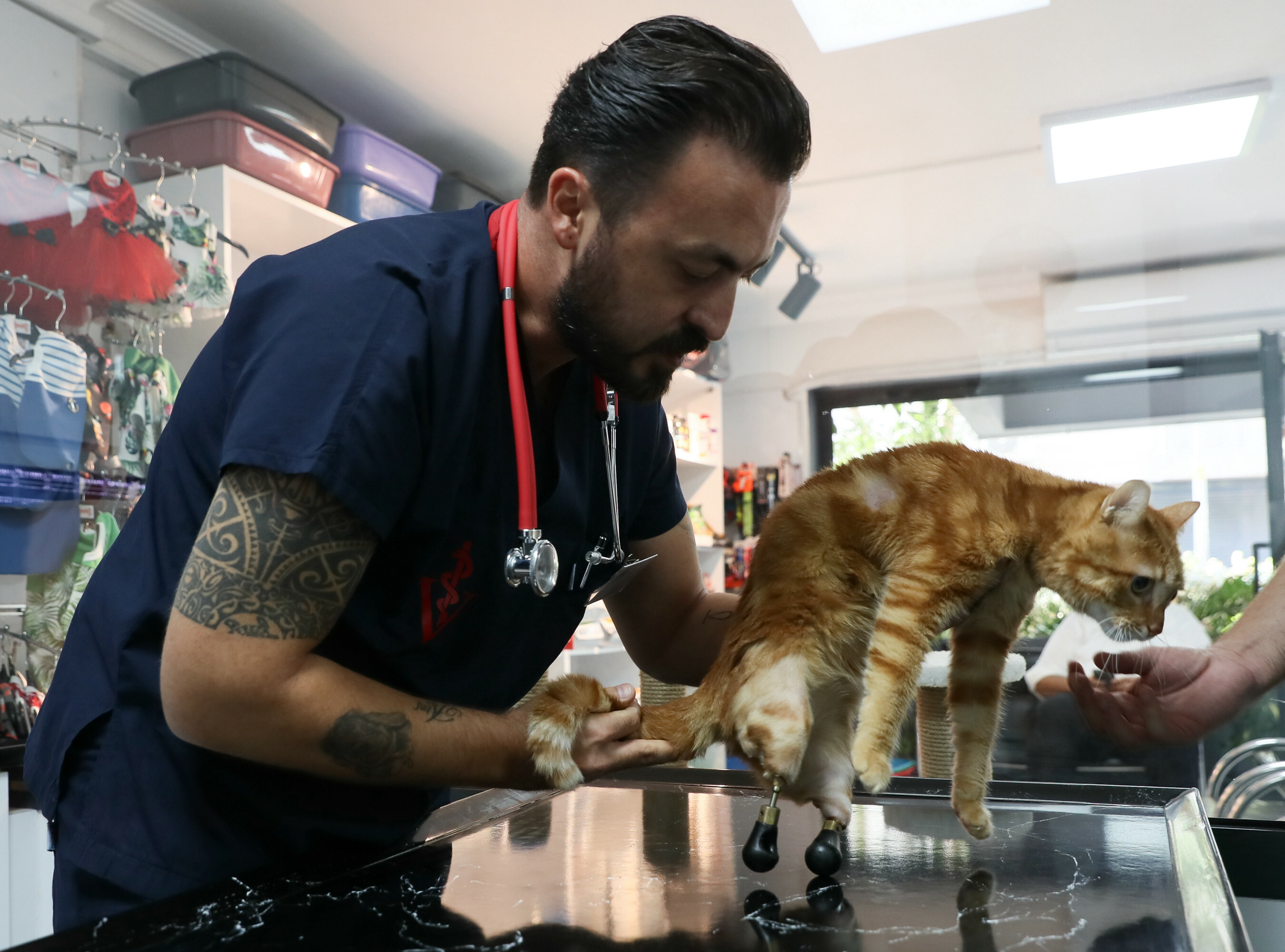 Pika the cat tries on new shoes for prosthesis
