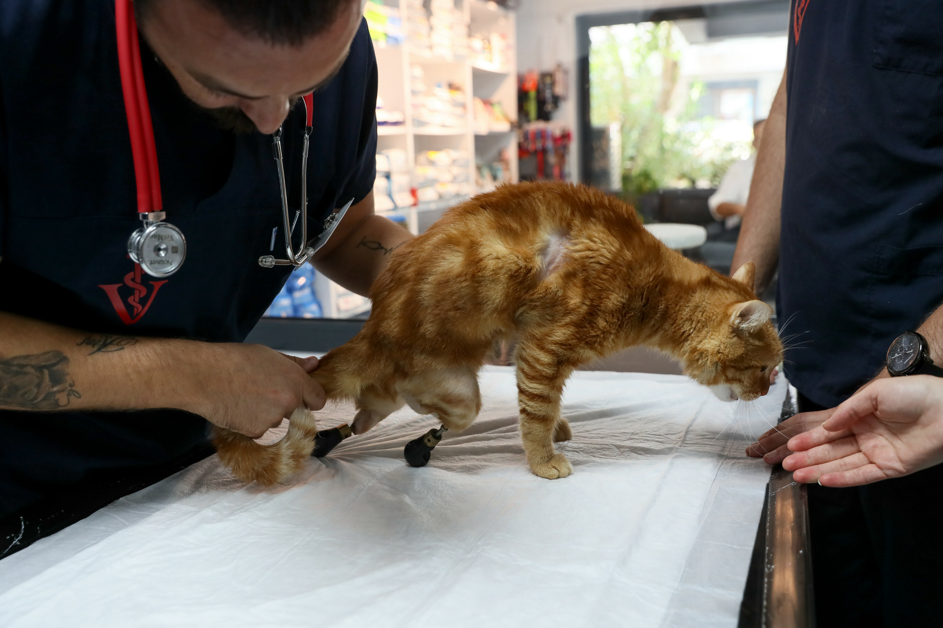Pika the cat tries on new shoes for prosthesis
