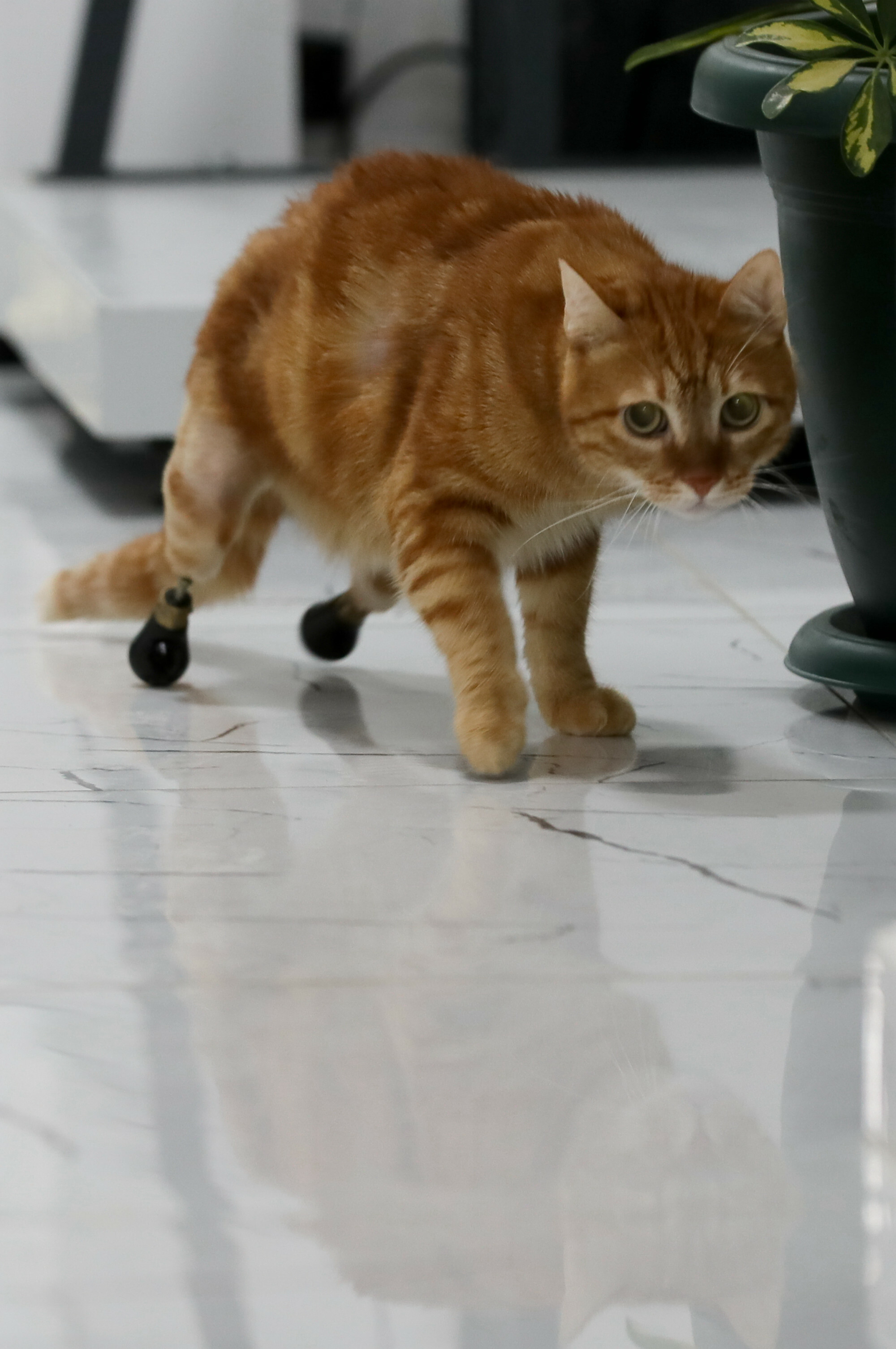 Pika the cat tries on new shoes for prosthesis
