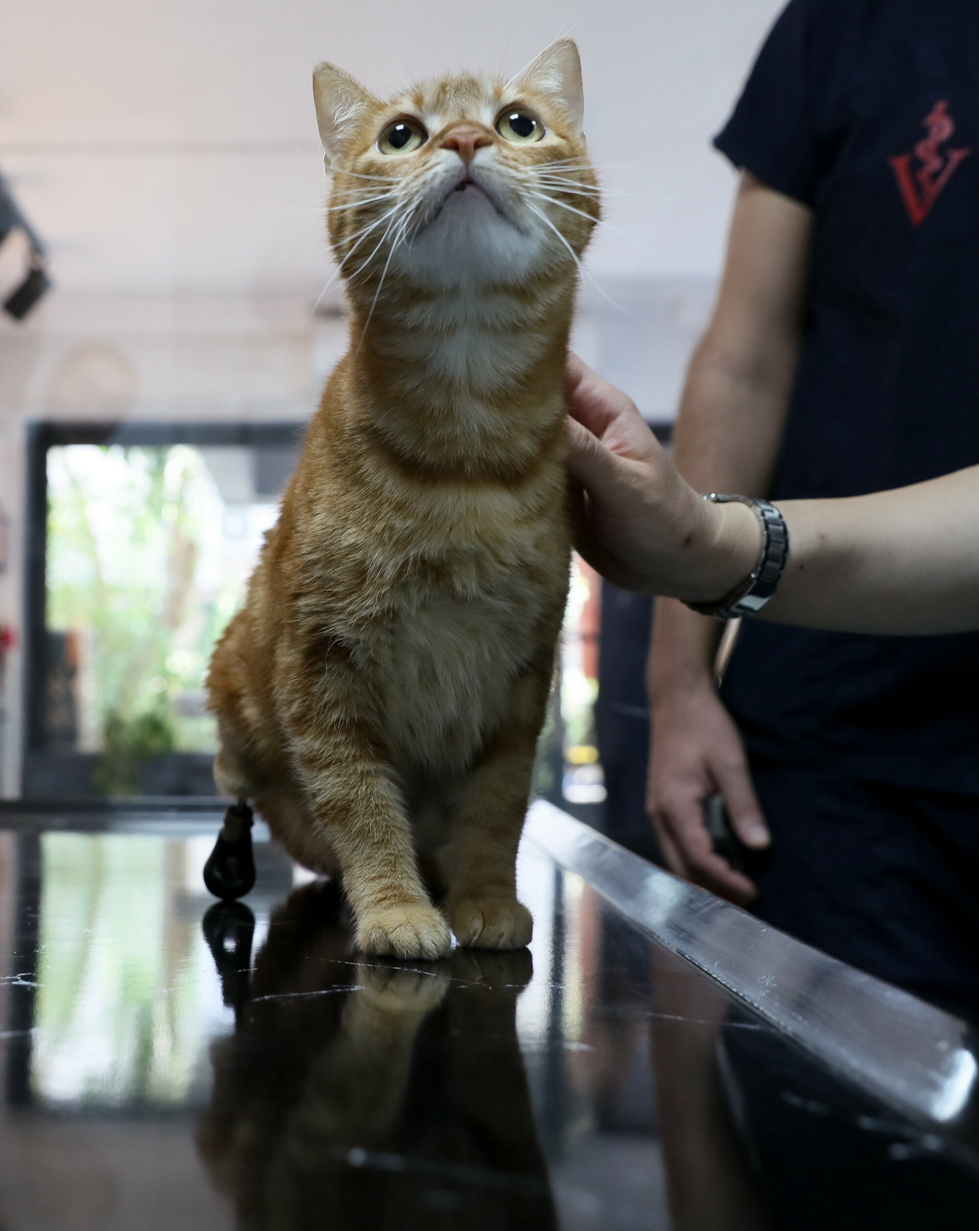 Pika the cat tries on new shoes for prosthesis
