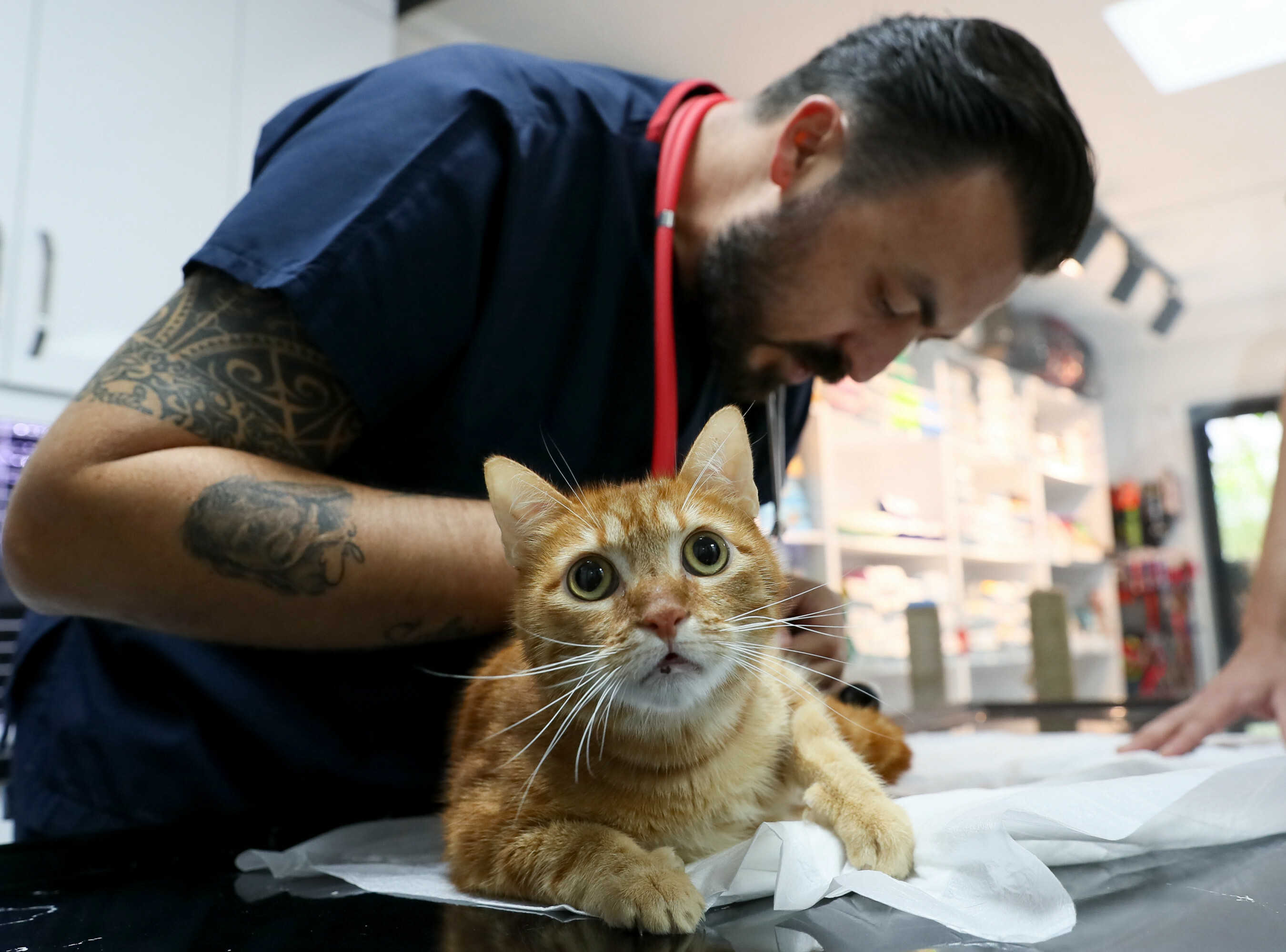 Pika the cat tries on new shoes for prosthesis
