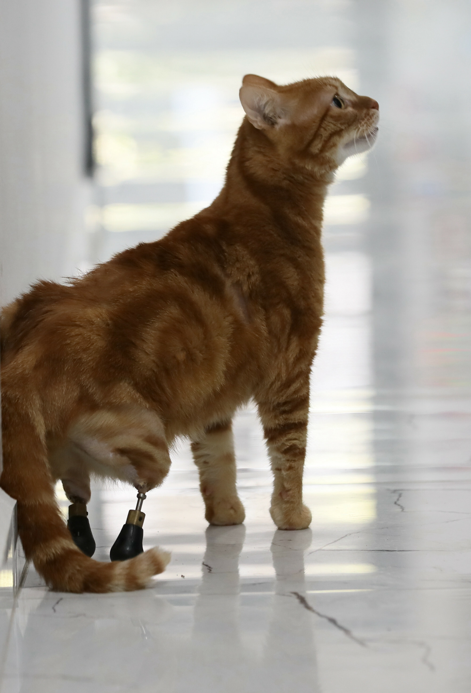 Pika the cat tries on new shoes for prosthesis

