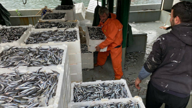 Les pêcheurs turcs ont pêché des tonnes d'anchois dans le district d'Amasra à Bartın / Selim Bostancı - Agence Anadolu.