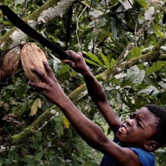 Child labor in cocoa production 'akin to slavery'