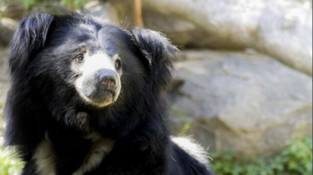 Ecuador gives legal rights to wild animals