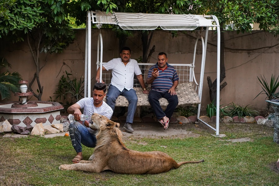 Iraqi youth feeds lion at home in Mosul