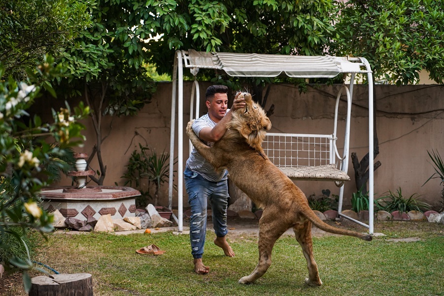 Iraqi youth feeds lion at home in Mosul