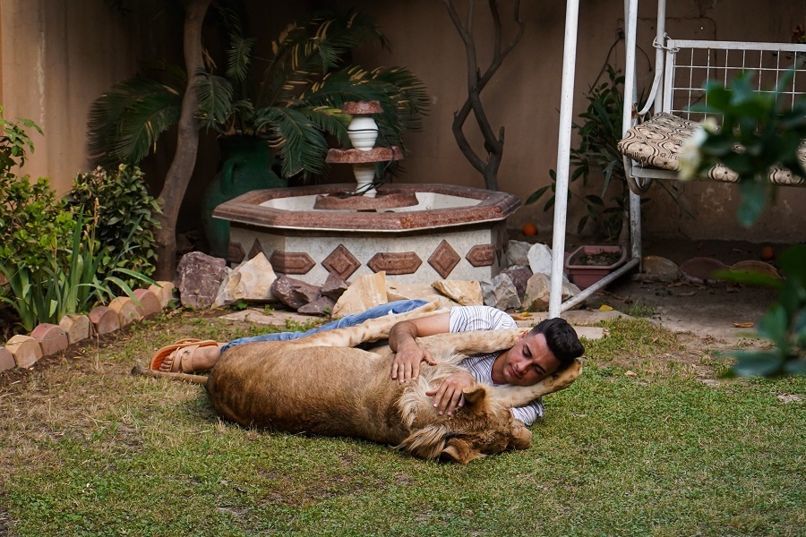 Iraqi youth feeds lion at home in Mosul