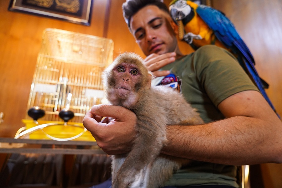 Iraqi youth feeds lion at home in Mosul