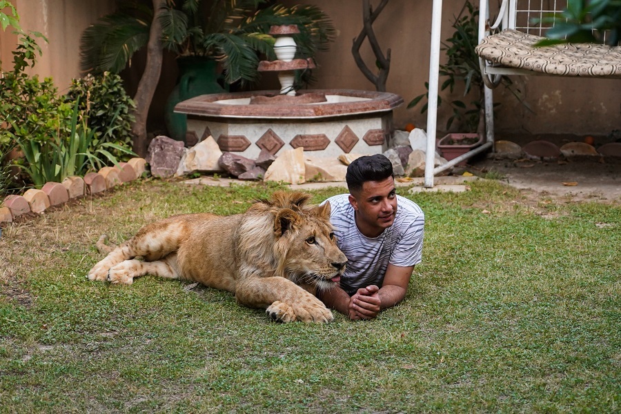 Iraqi youth feeds lion at home in Mosul