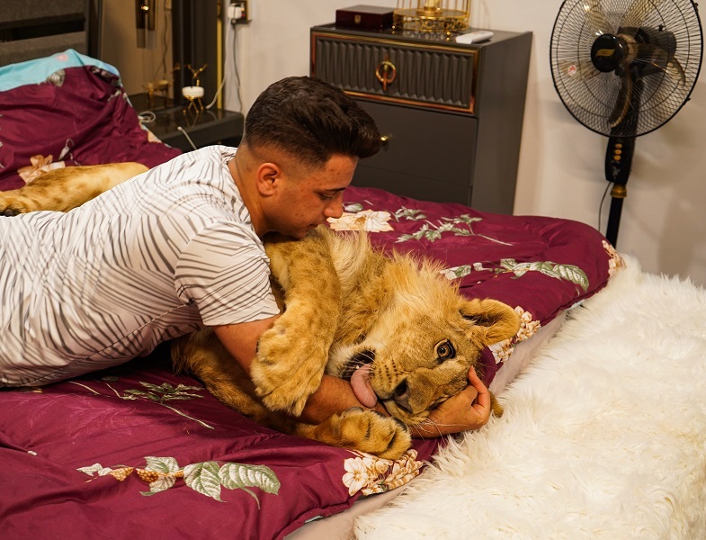 Iraqi youth feeds lion at home in Mosul