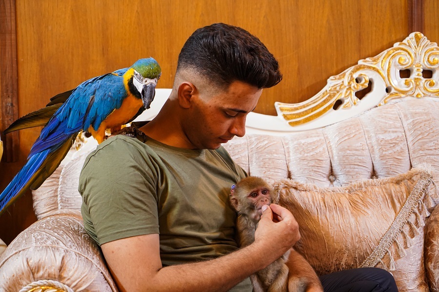 Iraqi youth feeds lion at home in Mosul