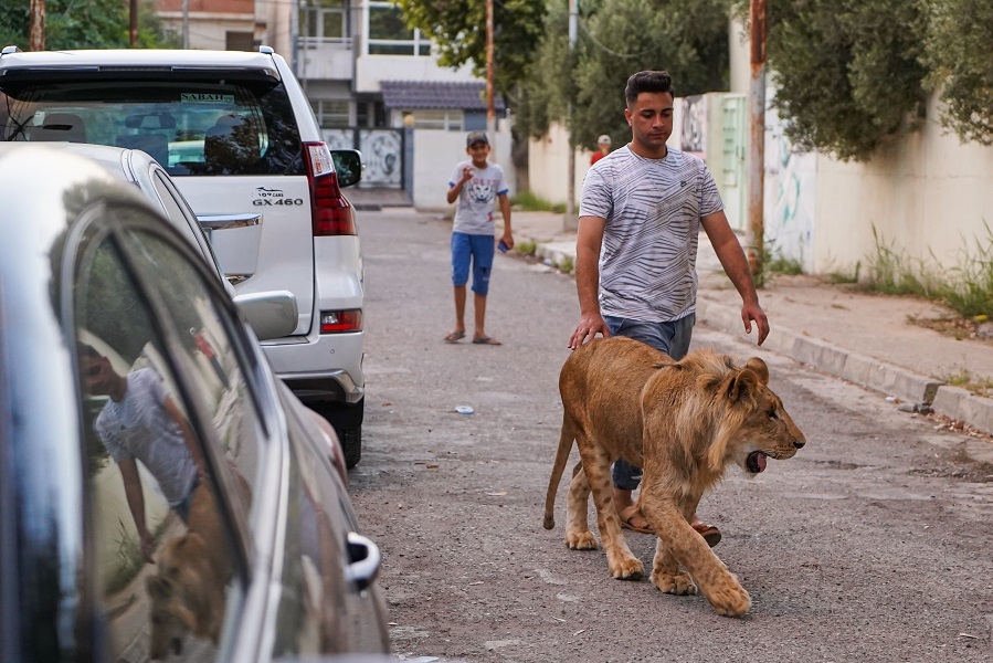 Iraqi youth feeds lion at home in Mosul