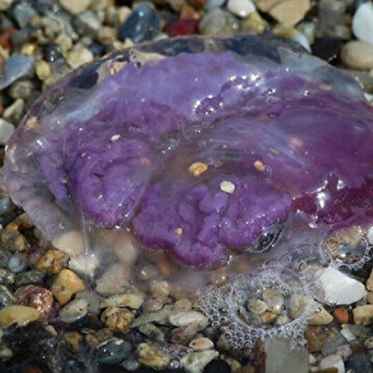 Purple jellyfish besiege Aegean Sea