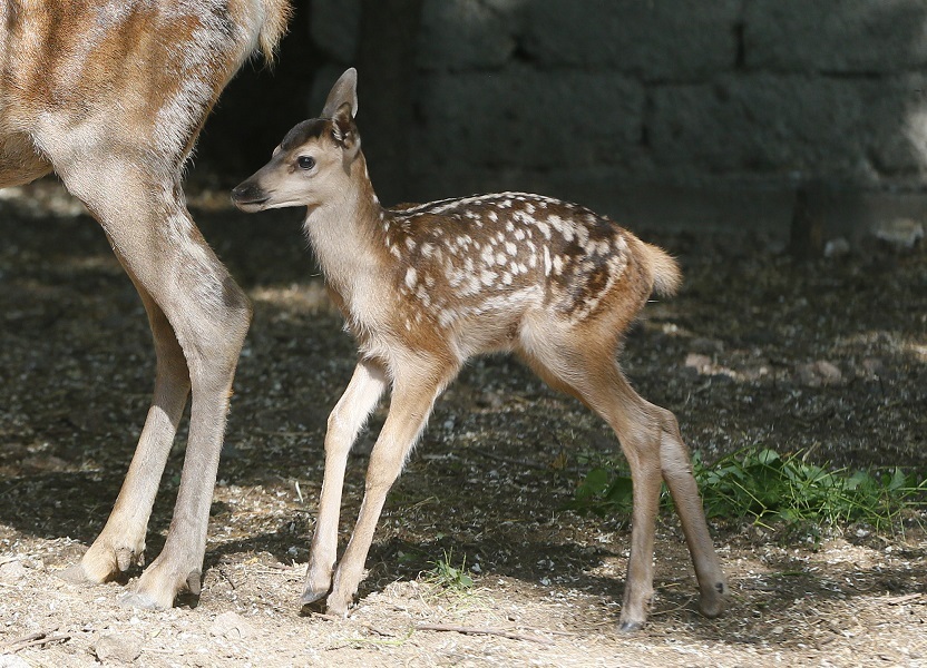 Baby deer 'Bambi' spotted at Odessa Zoo